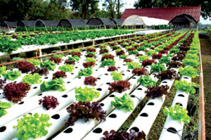 Hydroponics cultivation of vegetables for beginners ...