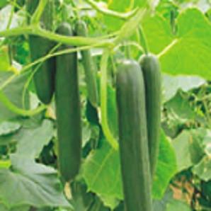 european-cucumber-revank-1.jpg