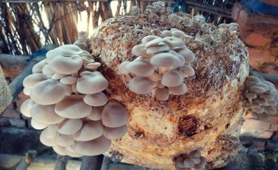 Maga-Mushroom-Oyster-Mushroom-pc-1-1.jpg