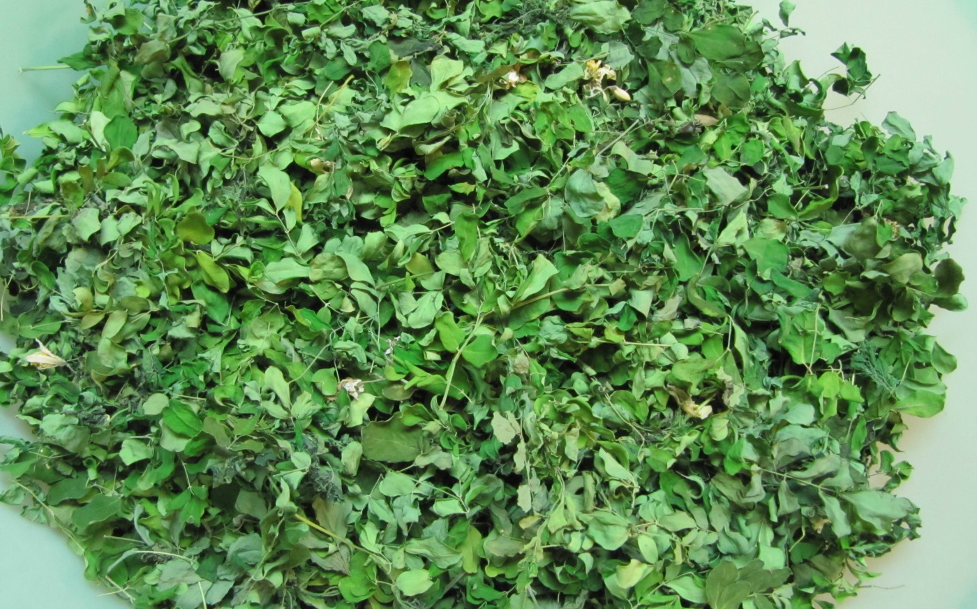 moringa leaves.jpg