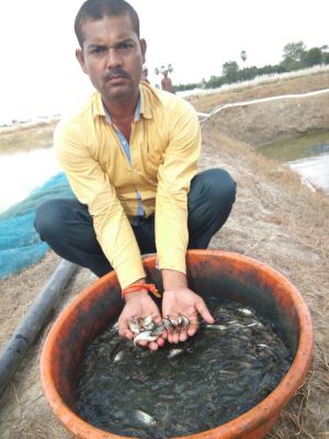 Mr.-Himanshu-Holding-Good-Catch-of-Fingerling-seed-of-Pungsius-Fish.jpg