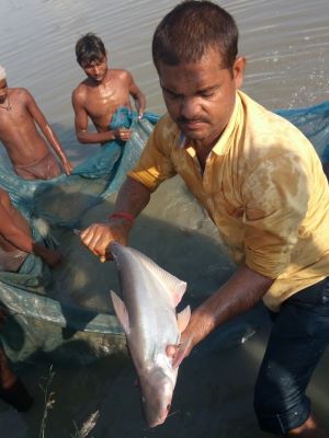 Mr.-Himanshu-Holding-Good-Catch-Pungsius-Fish-1.jpg