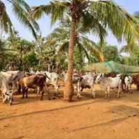 shudh-farm-pic-4.jpg