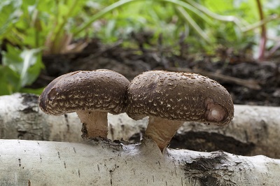 Tarunyas Shitake Mushroom 5 a.jpg