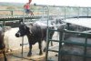 Buffaloes are cooled before being milked.jpg