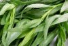 Flavorful-French-Tarragon.jpg