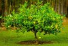 meyer-lemon-tree-full-grown.jpg