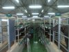 Trained Buffaloes being Milked in the Milking Parlour.jpg